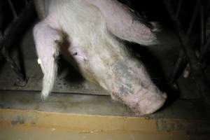 Sow stalls at Culcairn Piggery NSW - Australian pig farming - Captured at Culcairn Piggery, Culcairn NSW Australia.