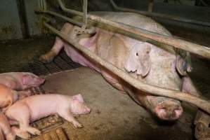 Farrowing crates at Yelmah Piggery SA - Australian pig farming - Captured at Yelmah Piggery, Magdala SA Australia.