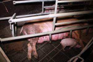 Farrowing crates at Girgarre Piggery VIC - Australian pig farming - Captured at Girgarre Piggery, Girgarre VIC Australia.