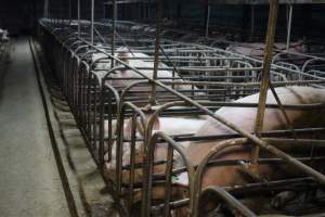 Sow stalls at Dublin Piggery SA - Australian pig farming - Captured at Dublin Piggery, Dublin SA Australia.