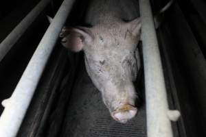 Farrowing crates at Deni Piggery NSW - Australian pig farming - Captured at Deni Piggery, Deniliquin NSW Australia.