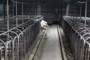 Sow stalls at Dublin Piggery SA - Australian pig farming - Captured at Dublin Piggery, Dublin SA Australia.