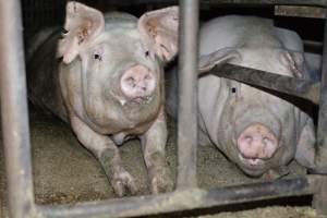 Sow stalls at Korunye Park Piggery SA - Australian pig farming - Captured at Korunye Park Piggery, Korunye SA Australia.