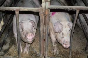 Sow stalls at Korunye Park Piggery SA - Australian pig farming - Captured at Korunye Park Piggery, Korunye SA Australia.