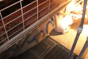 Sow with 'cull' spray-painted on her back - Australian pig farming - Captured at St Arnaud Piggery Units 2 & 3, St Arnaud VIC Australia.