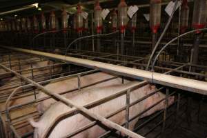 Sow stalls - Australian pig farming - Captured at Grong Grong Piggery, Grong Grong NSW Australia.