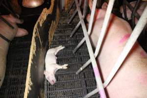 Farrowing crates at Wasleys Tailem Bend Piggery SA - Australian pig farming - Captured at Tailem Bend Piggery, Tailem Bend SA Australia.