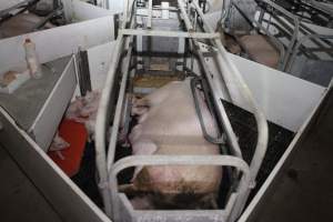 Farrowing crates at Mindarra Piggery WA - Australian pig farming - Captured at Mindarra Piggery (module 1), Boonanarring WA Australia.