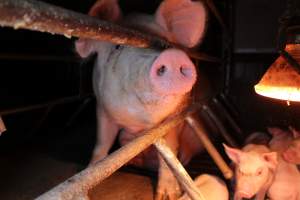 Farrowing crates at Finniss Park Piggery SA - Australian pig farming - Captured at Finniss Park Piggery, Mannum SA Australia.