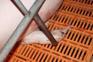 Piglet crushed by mother - Australian pig farming - Captured at Wasleys Piggery, Pinkerton Plains SA Australia.