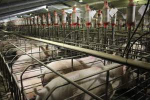 Sow stalls - Australian pig farming - Captured at Grong Grong Piggery, Grong Grong NSW Australia.