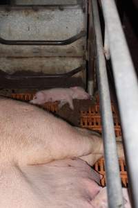 Farrowing crates at Wasleys Piggery SA - Australian pig farming - Captured at Wasleys Piggery, Pinkerton Plains SA Australia.