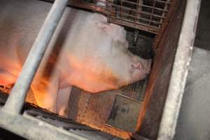 Farrowing crates at Willawa Piggery NSW - Australian pig farming - Captured at Willawa Piggery, Grong Grong NSW Australia.