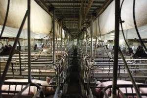 Farrowing crates at Nambeelup Piggery WA - Australian pig farming - Captured at Nambeelup Piggery, Nambeelup WA Australia.