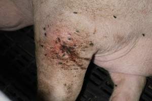 Sow with cuts and scratches - Australian pig farming - Captured at Sheaoak Piggery, Shea-Oak Log SA Australia.