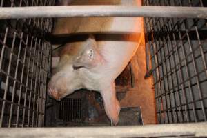 Farrowing crates at Willawa Piggery NSW - Australian pig farming - Captured at Willawa Piggery, Grong Grong NSW Australia.