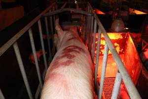 Farrowing crates at Wasleys Tailem Bend Piggery SA - Australian pig farming - Captured at Tailem Bend Piggery, Tailem Bend SA Australia.
