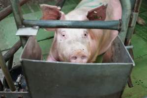 Farrowing crates at Yelmah Piggery SA - Australian pig farming - Captured at Yelmah Piggery, Magdala SA Australia.