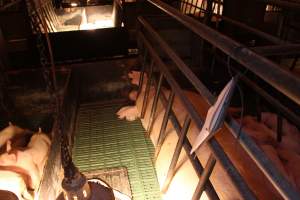 Farrowing crates at Bungowannah Piggery NSW - Australian pig farming - Captured at Bungowannah Piggery, Bungowannah NSW Australia.