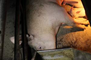 Farrowing crates at Deni Piggery NSW - Australian pig farming - Captured at Deni Piggery, Deniliquin NSW Australia.