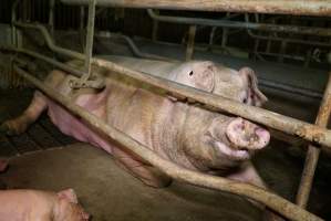 Farrowing crates at Yelmah Piggery SA - Australian pig farming - Captured at Yelmah Piggery, Magdala SA Australia.