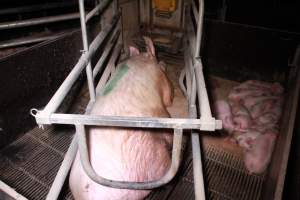 Farrowing crates at Girgarre Piggery VIC - Australian pig farming - Captured at Girgarre Piggery, Kyabram VIC Australia.