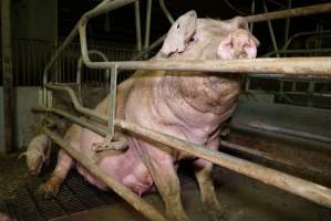 Farrowing crates at Yelmah Piggery SA - Australian pig farming - Captured at Yelmah Piggery, Magdala SA Australia.