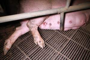 Farrowing crates at Girgarre Piggery VIC - Australian pig farming - Captured at Girgarre Piggery, Girgarre VIC Australia.