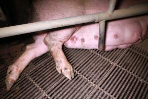 Farrowing crates at Girgarre Piggery VIC - Australian pig farming - Captured at Girgarre Piggery, Kyabram VIC Australia.