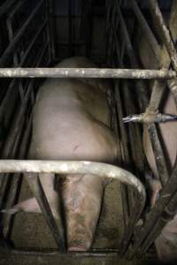 Sow stalls at Dublin Piggery SA - Australian pig farming - Captured at Dublin Piggery, Dublin SA Australia.