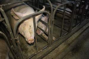 Sow stalls at Dublin Piggery SA - Australian pig farming - Captured at Dublin Piggery, Dublin SA Australia.