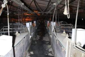 Looking down aisle of farrowing shed - Australian pig farming - Captured at Deni Piggery, Deniliquin NSW Australia.