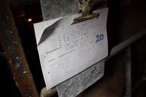 Farrowing record - Australian pig farming - Captured at Huntly Piggery, Huntly North VIC Australia.