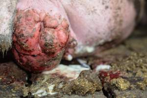 Sow in sow stall with prolapse - Australian pig farming - Captured at Korunye Park Piggery, Korunye SA Australia.