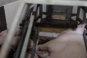 Farrowing crates at Mindarra Piggery WA - Australian pig farming - Captured at Mindarra Piggery (module 1), Boonanarring WA Australia.