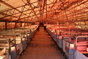 Looking down aisle of farrowing shed - Australian pig farming - Captured at Tailem Bend Piggery, Tailem Bend SA Australia.