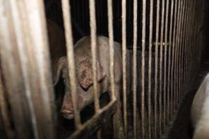 Grower/finisher pigs at Narrogin Piggery WA - Australian pig farming - Captured at Narrogin Piggery, Dumberning WA Australia.