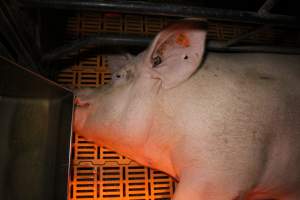 Farrowing crates at Wasleys Piggery SA - Australian pig farming - Captured at Wasleys Piggery, Pinkerton Plains SA Australia.