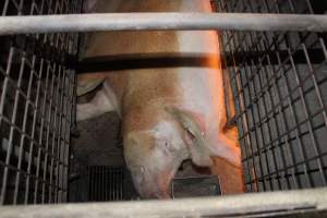 Farrowing crates at Willawa Piggery NSW - Australian pig farming - Captured at Willawa Piggery, Grong Grong NSW Australia.