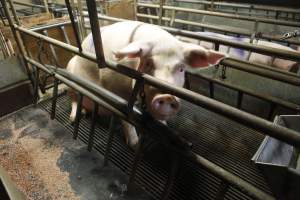 Farrowing crates at Nambeelup Piggery WA - Australian pig farming - Captured at Nambeelup Piggery, Nambeelup WA Australia.