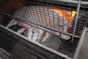 Farrowing crates at Willawa Piggery NSW - Australian pig farming - Captured at Willawa Piggery, Grong Grong NSW Australia.