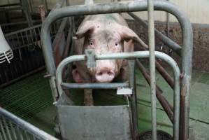 Farrowing crates at Yelmah Piggery SA - Australian pig farming - Captured at Yelmah Piggery, Magdala SA Australia.