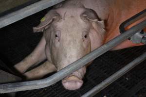 Farrowing crates at Sheaoak Piggery SA - Australian pig farming - Captured at Sheaoak Piggery, Shea-Oak Log SA Australia.