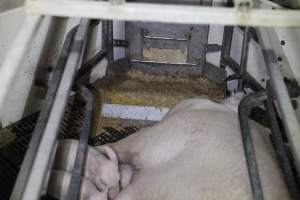 Farrowing crates at Mindarra Piggery WA - Australian pig farming - Captured at Mindarra Piggery (module 1), Boonanarring WA Australia.