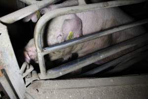 Farrowing crates at Deni Piggery NSW - Australian pig farming - Captured at Deni Piggery, Deniliquin NSW Australia.