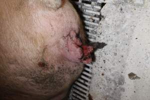 Farrowing crates at St Arnaud Piggery VIC - Australian pig farming - Captured at St Arnaud Piggery Units 2 & 3, Saint Arnaud VIC Australia.