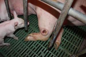 Sow with leg injury - Australian pig farming - Captured at Bungowannah Piggery, Bungowannah NSW Australia.