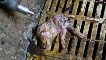 Half-eaten piglet - Australian pig farming - Captured at Yelmah Piggery, Magdala SA Australia.