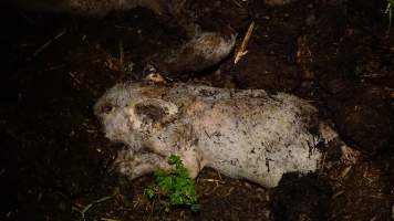 Pile of dead pigs outside - Australian pig farming - Captured at Yelmah Piggery, Magdala SA Australia.