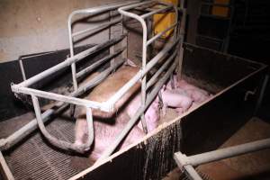 Farrowing crates at Girgarre Piggery VIC - Australian pig farming - Captured at Girgarre Piggery, Girgarre VIC Australia.